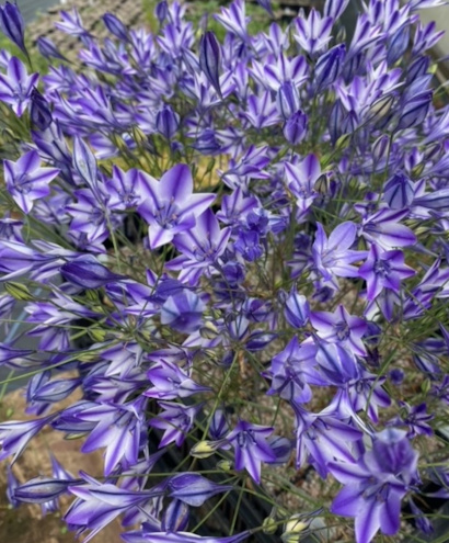 Triteleia Rudy